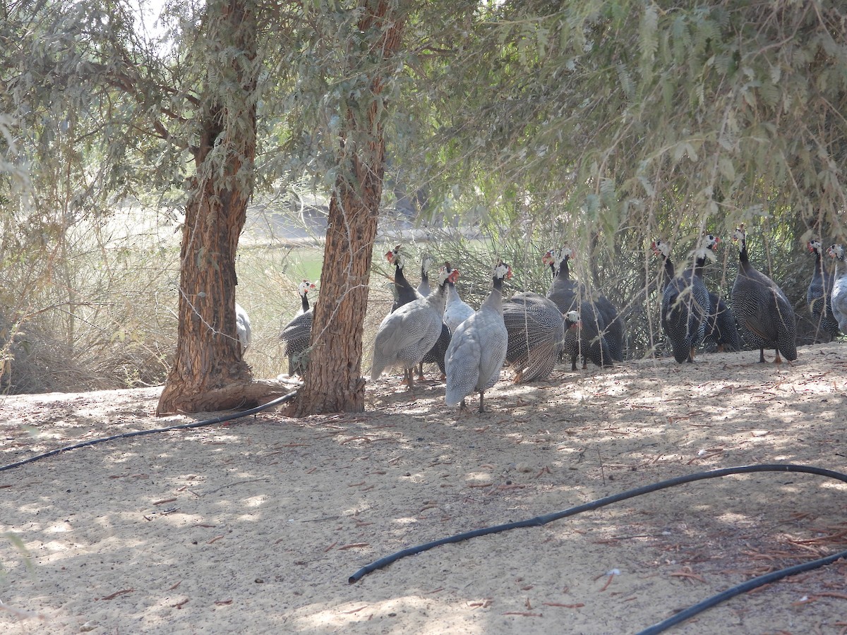 Helmeted Guineafowl - ML646632076