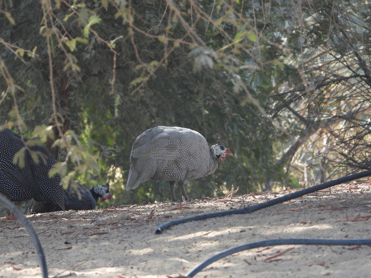Helmeted Guineafowl - ML646632077