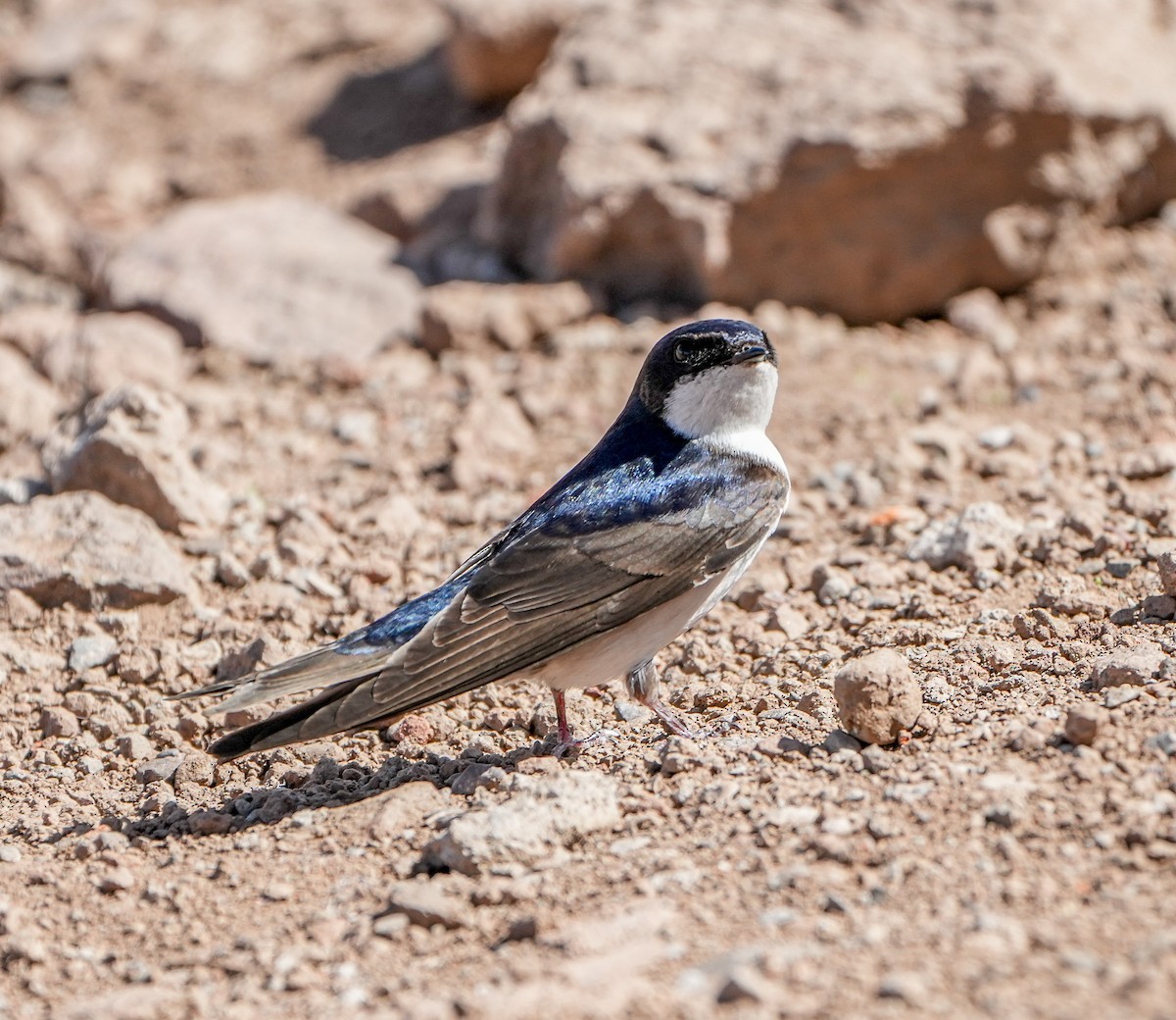 Blue-and-white Swallow - ML646632086
