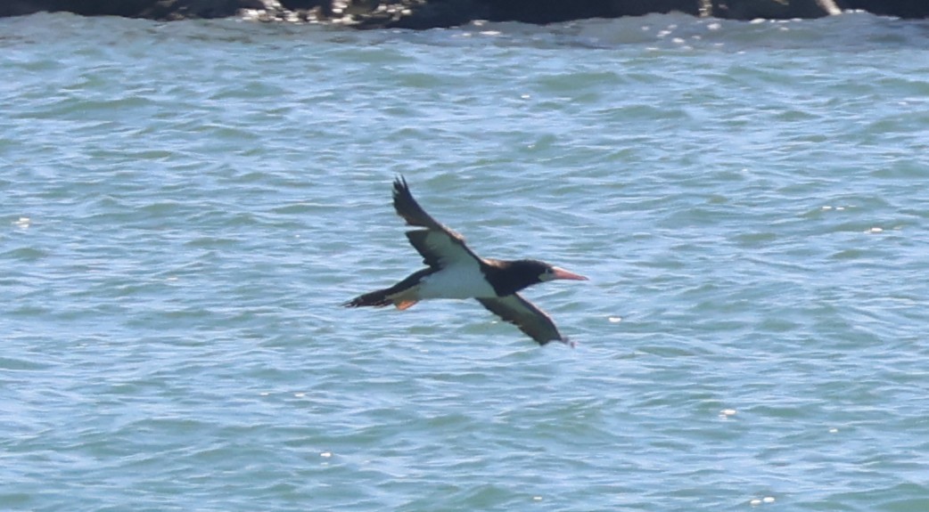 カツオドリ - ML646632088