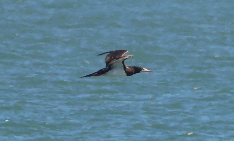 カツオドリ - ML646632089