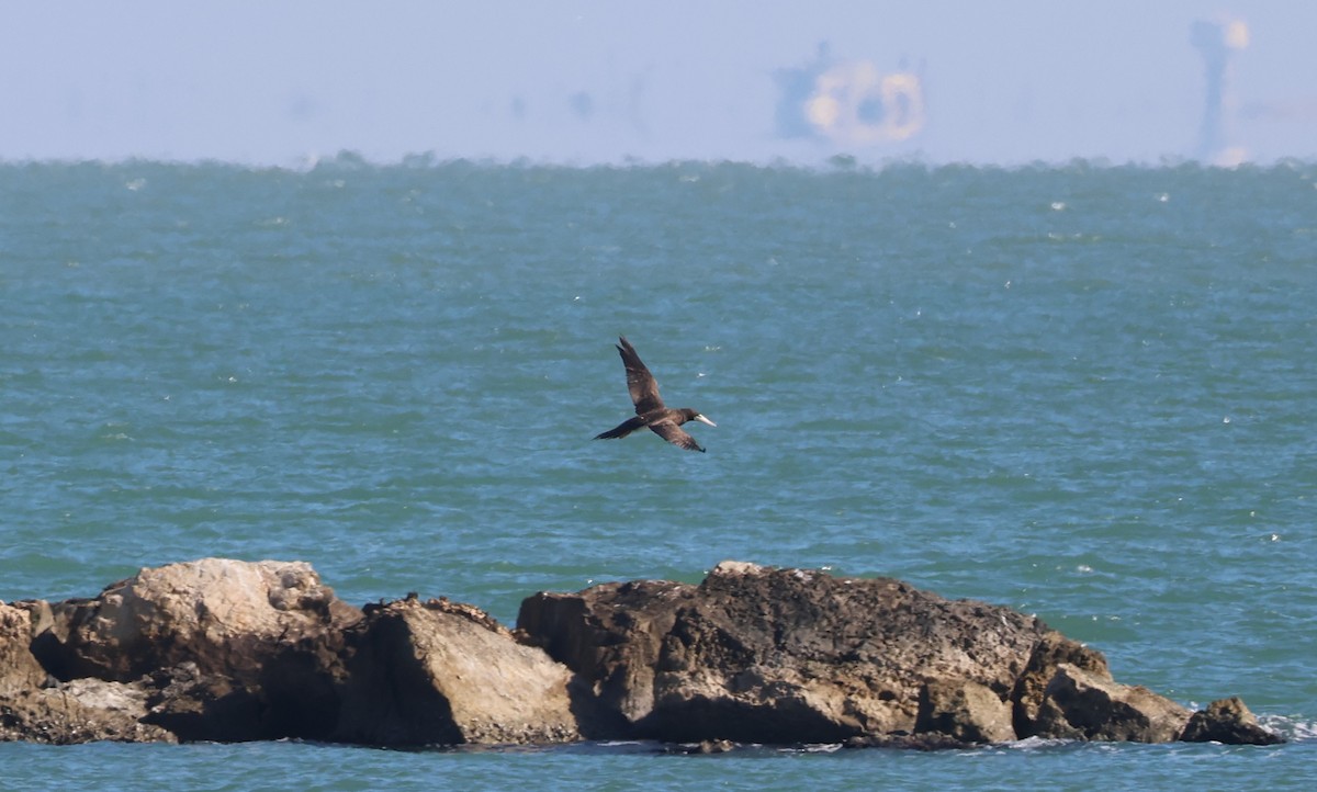 カツオドリ - ML646632090