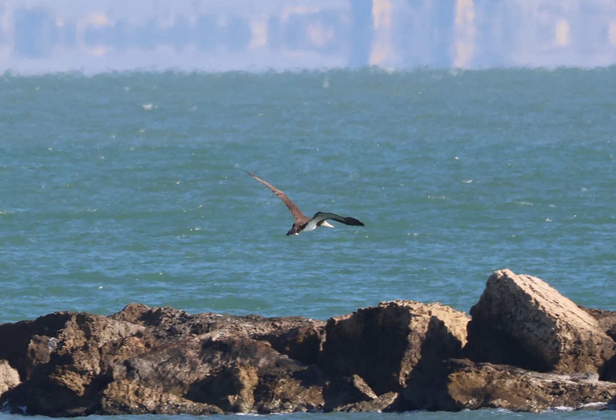 カツオドリ - ML646632091