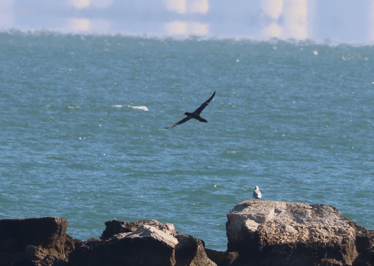 カツオドリ - ML646632092