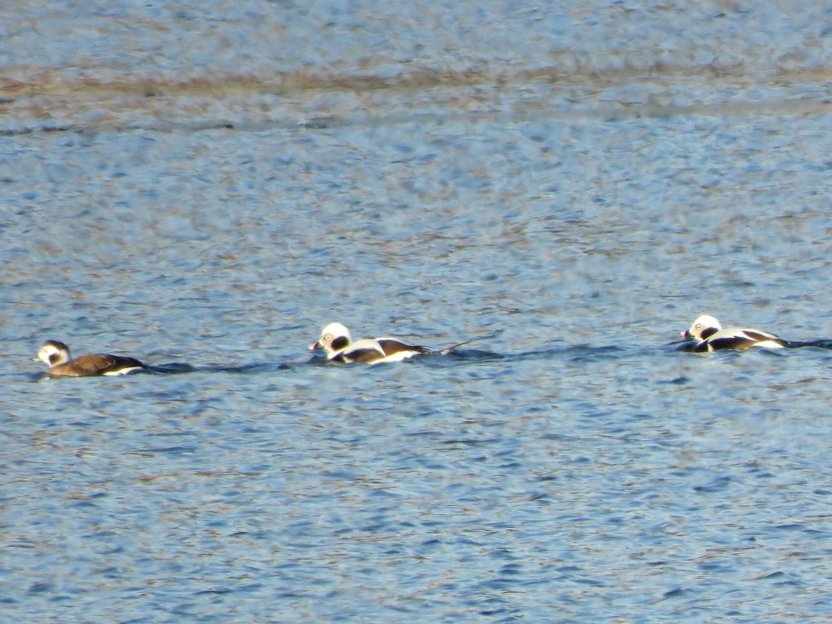 Izotz-ahatea - ML646632100