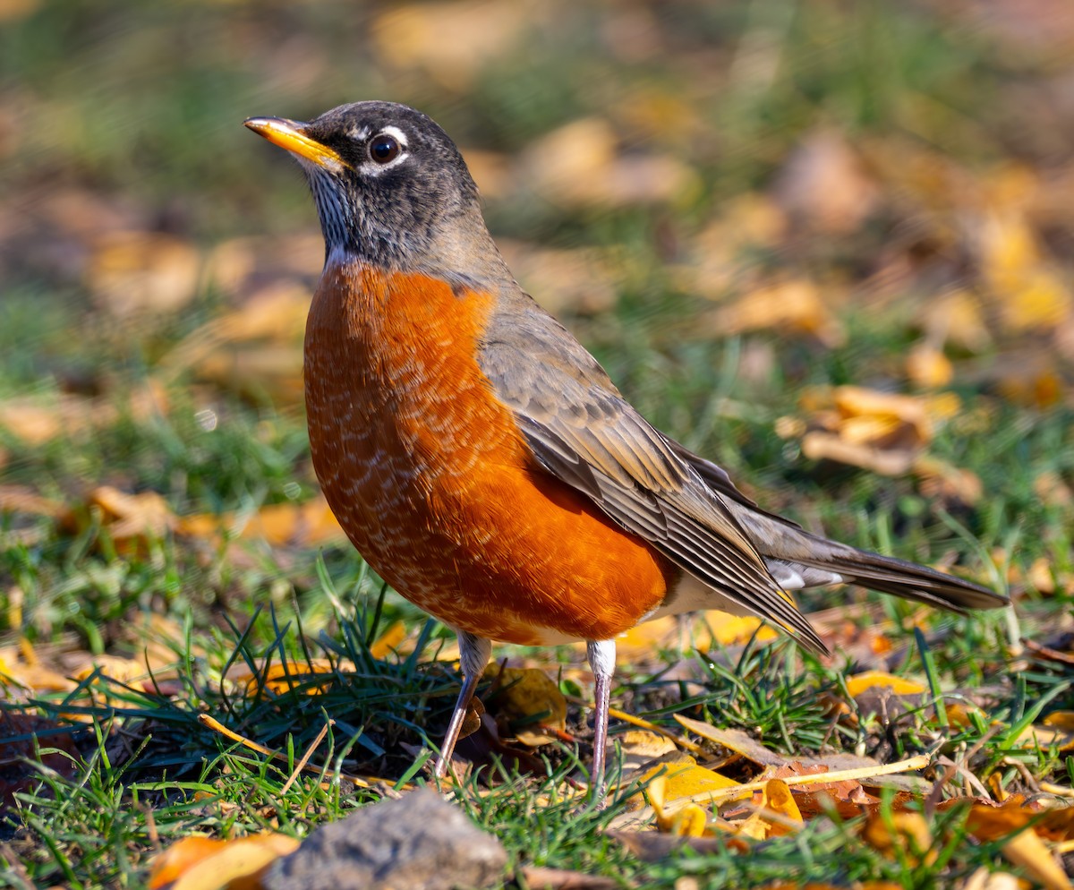 American Robin - ML646632105