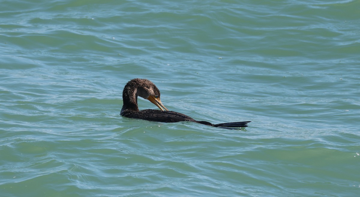 ミミヒメウ - ML646632106