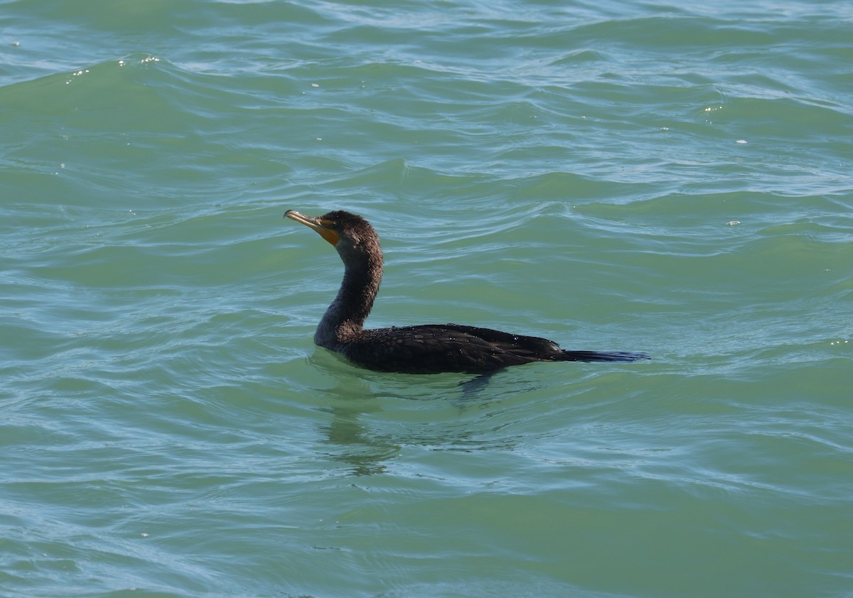 ミミヒメウ - ML646632107