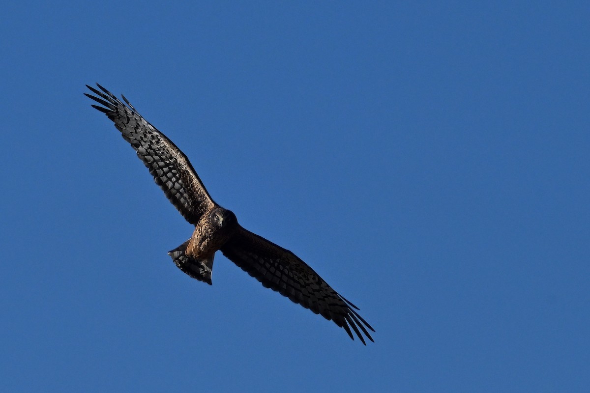 Лунь американський - ML646632108