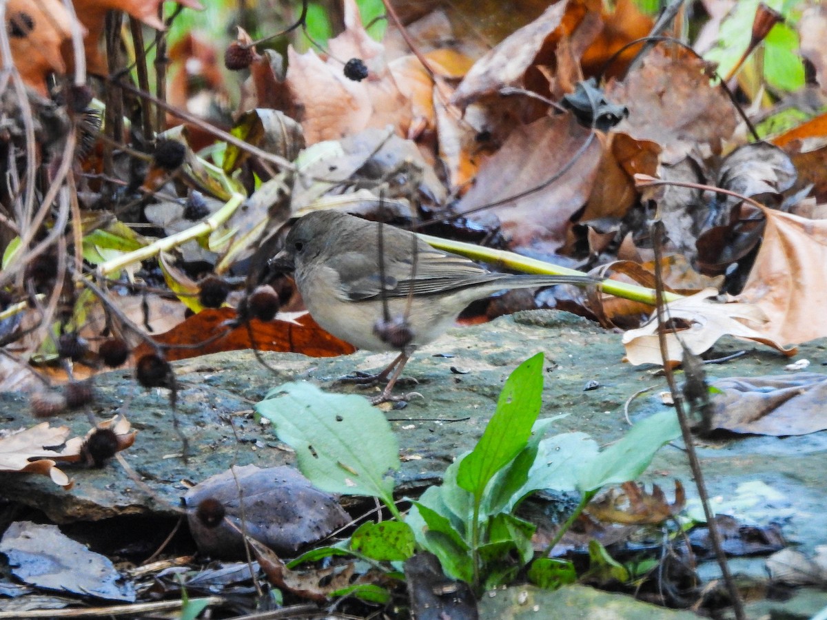 Winterammer (cismontanus) - ML646632109