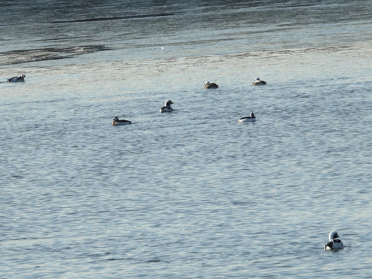 Izotz-ahatea - ML646632110