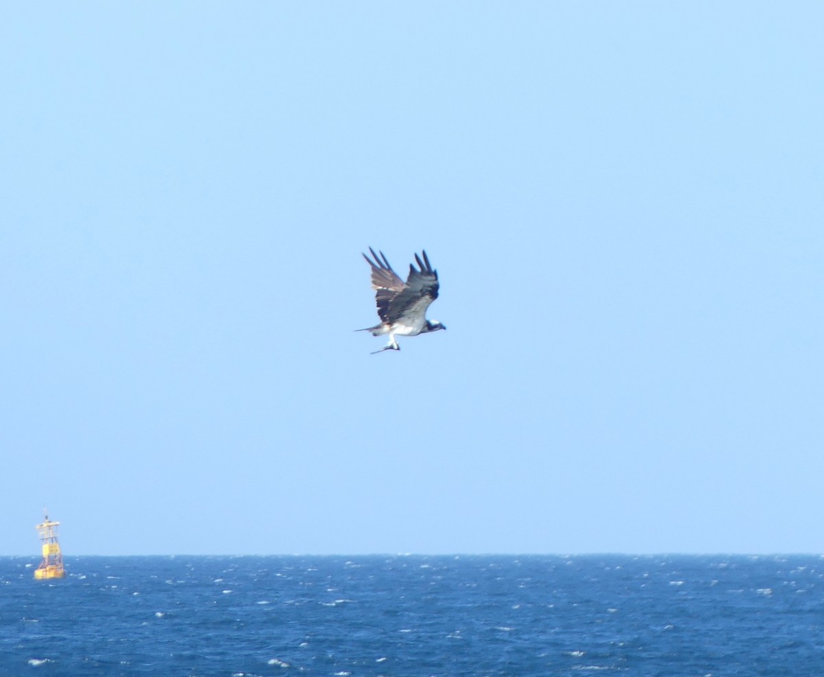 ミサゴ - ML646632111