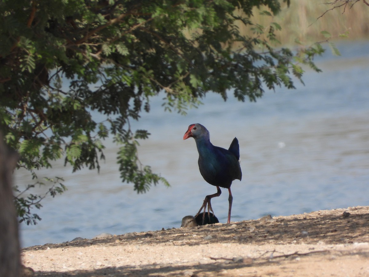 Gray-headed Swamphen - ML646632115