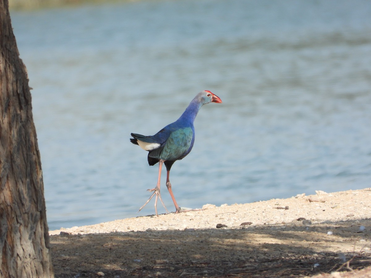Gray-headed Swamphen - ML646632116