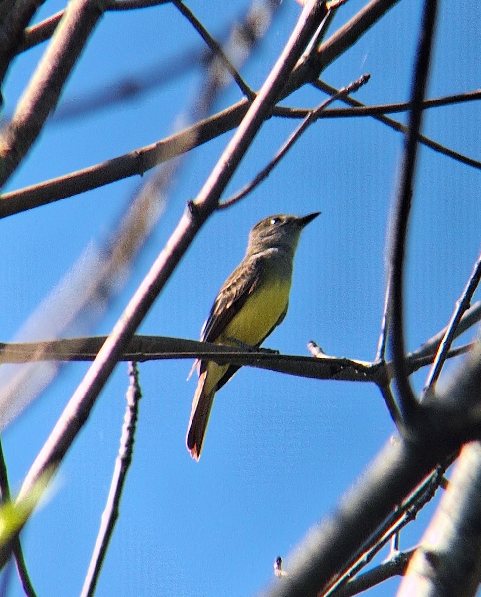 Great Crested Flycatcher - ML646632117