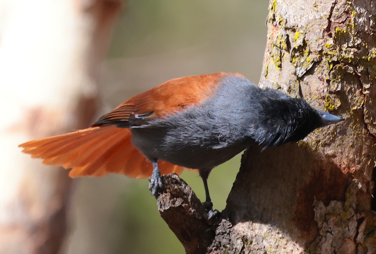 Monarca Africano - ML646632119