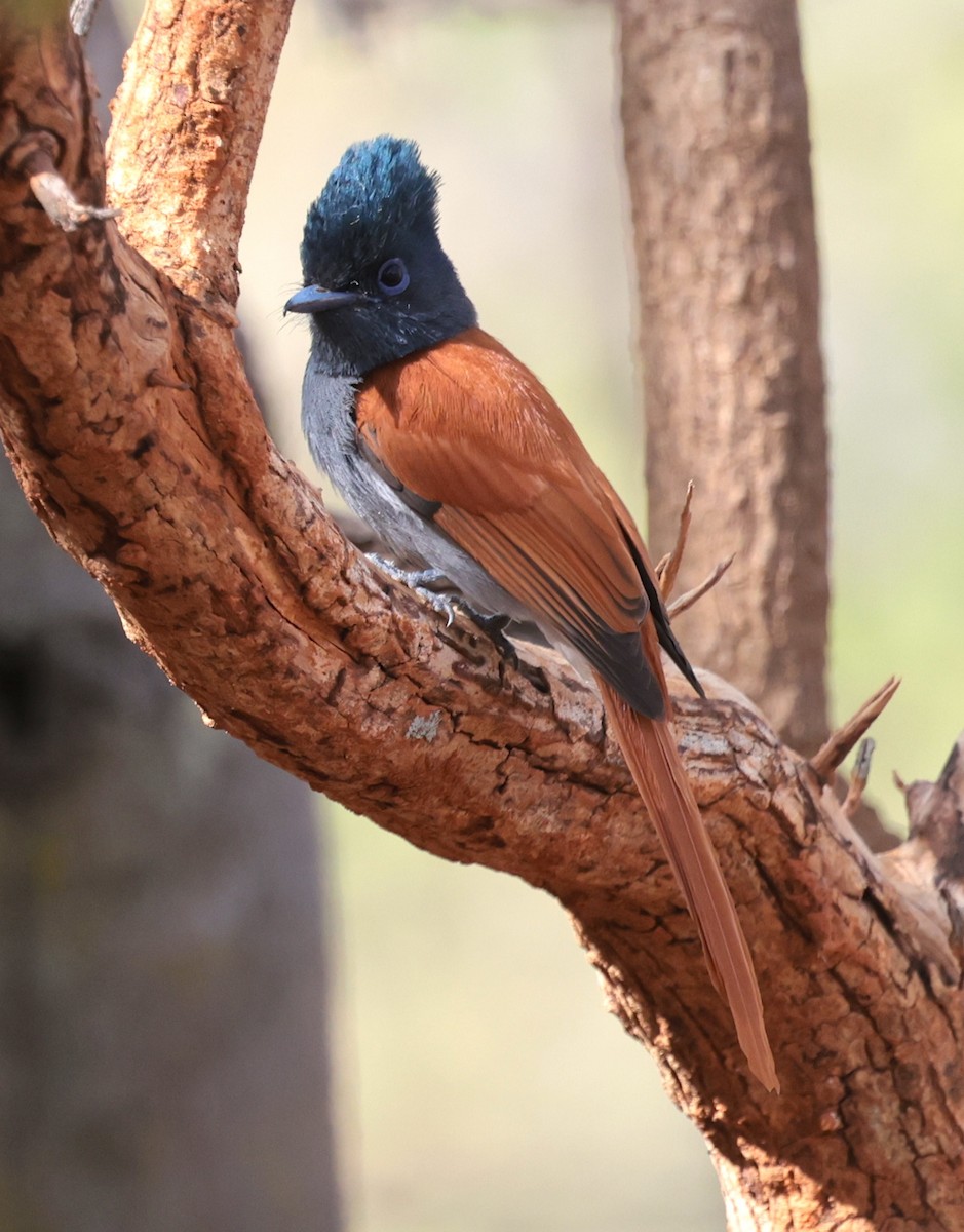 Monarca Africano - ML646632120