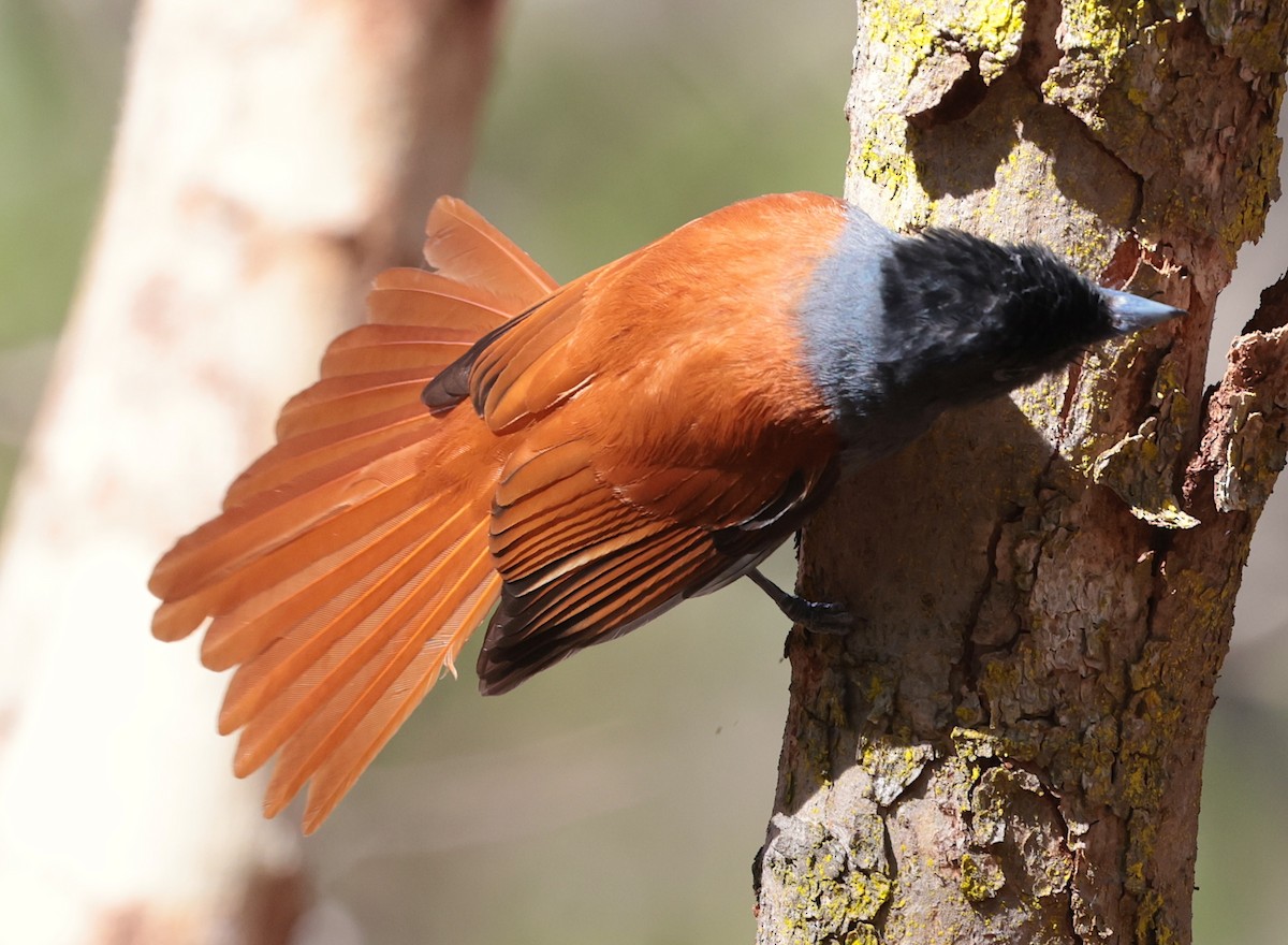 Monarca Africano - ML646632121