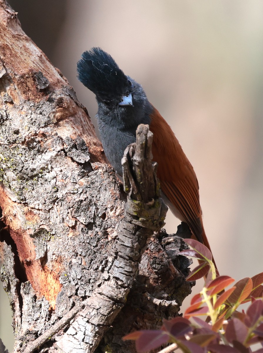 Monarca Africano - ML646632122