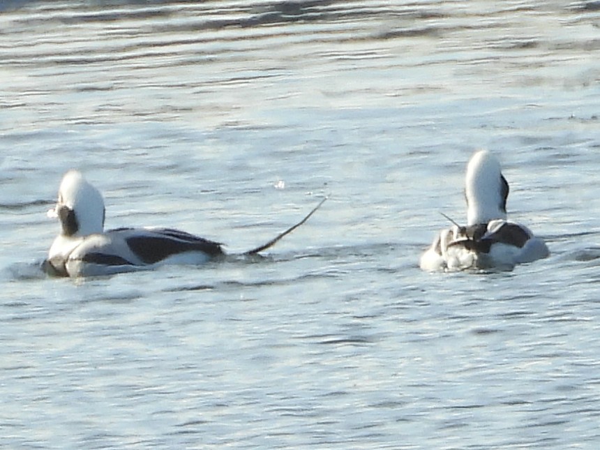 Izotz-ahatea - ML646632124