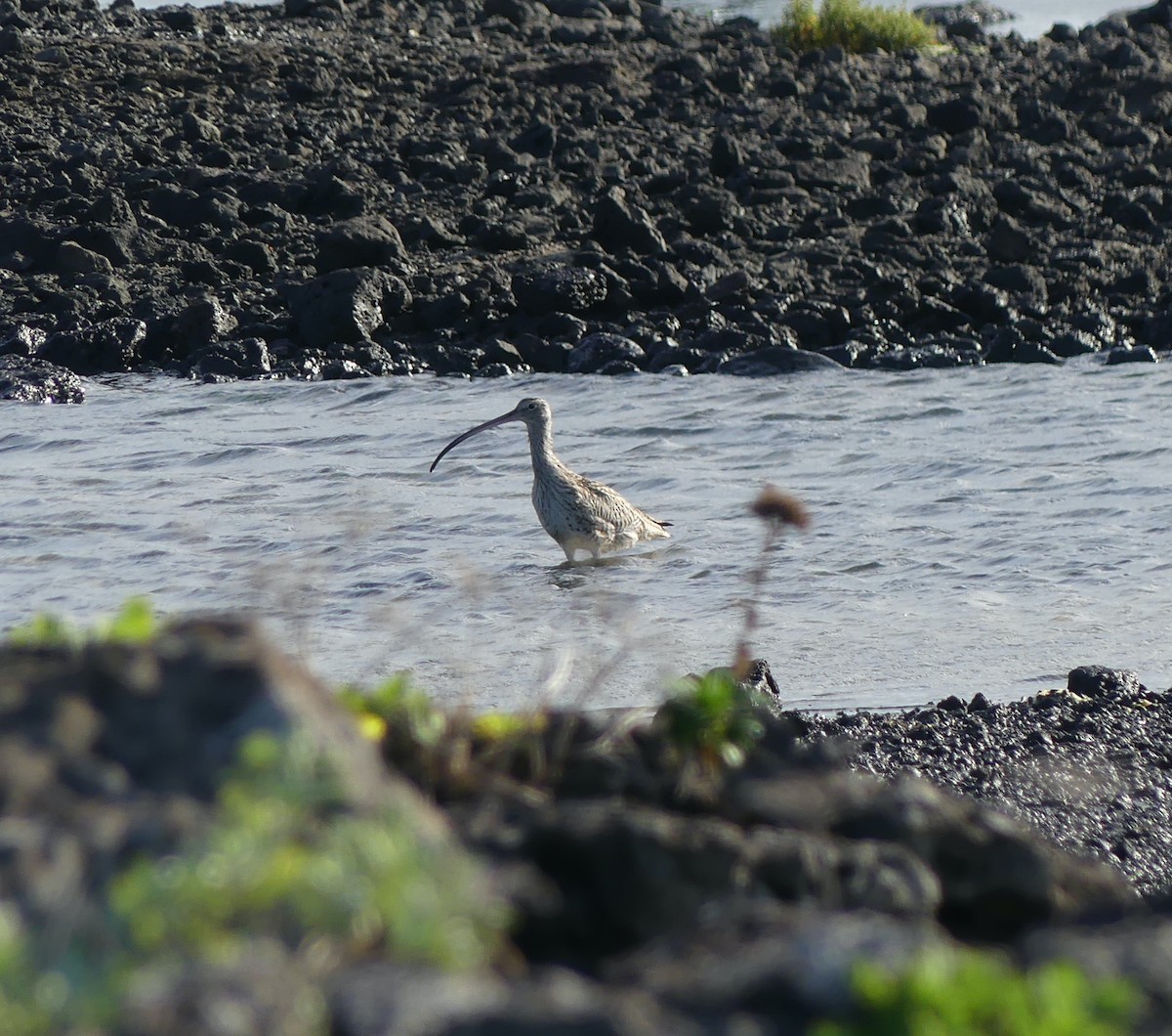 ホウロクシギ - ML646632126