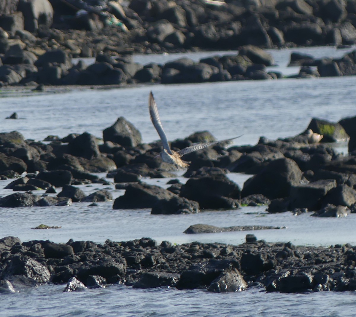 ホウロクシギ - ML646632127