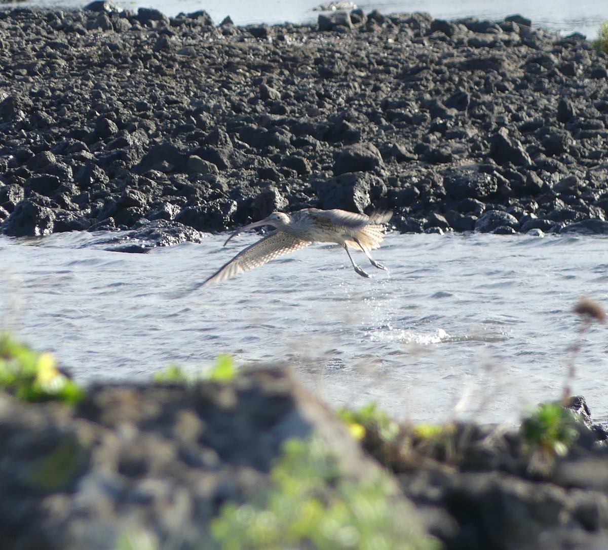 ホウロクシギ - ML646632128