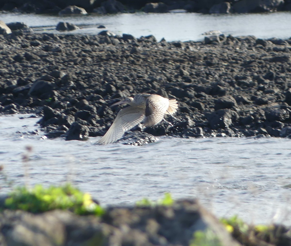 ホウロクシギ - ML646632129