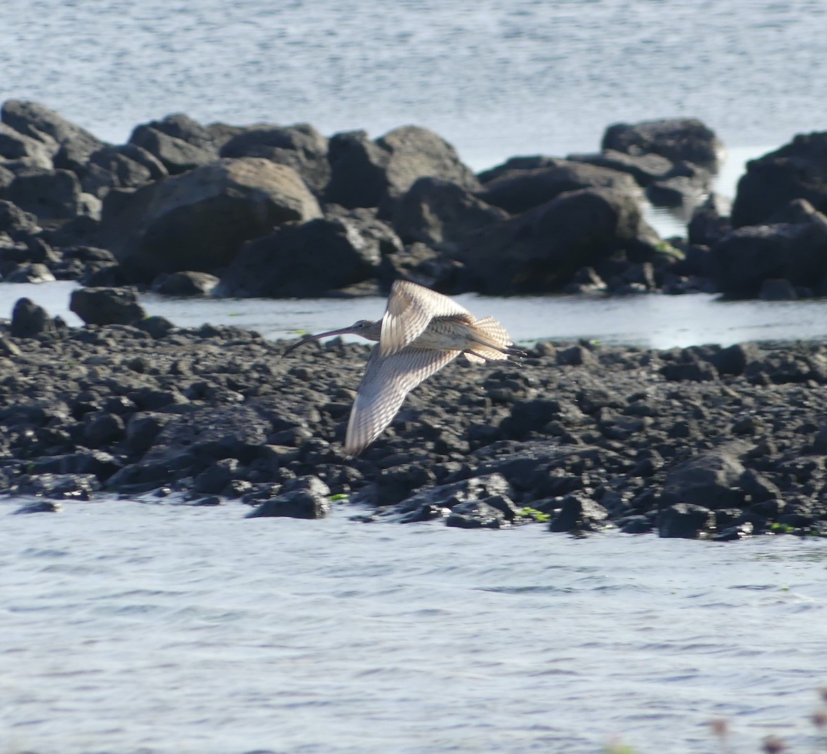 ホウロクシギ - ML646632130