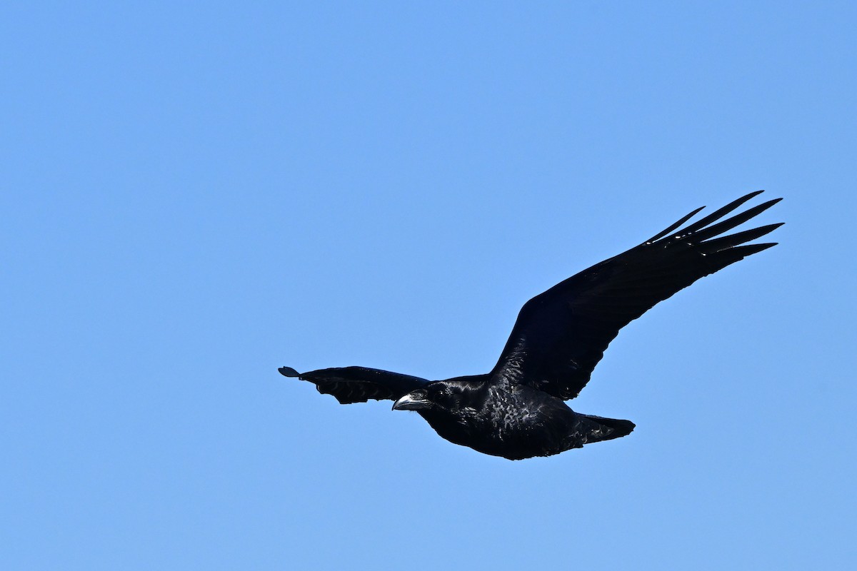 Common Raven - ML646632133