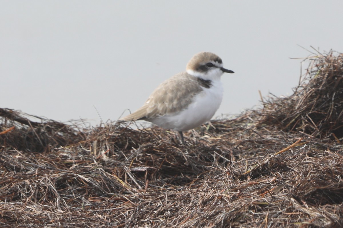 Snowy Plover - ML646632136