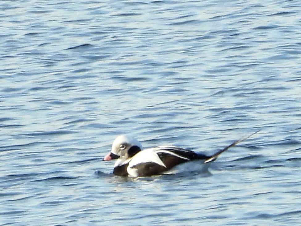 Izotz-ahatea - ML646632138