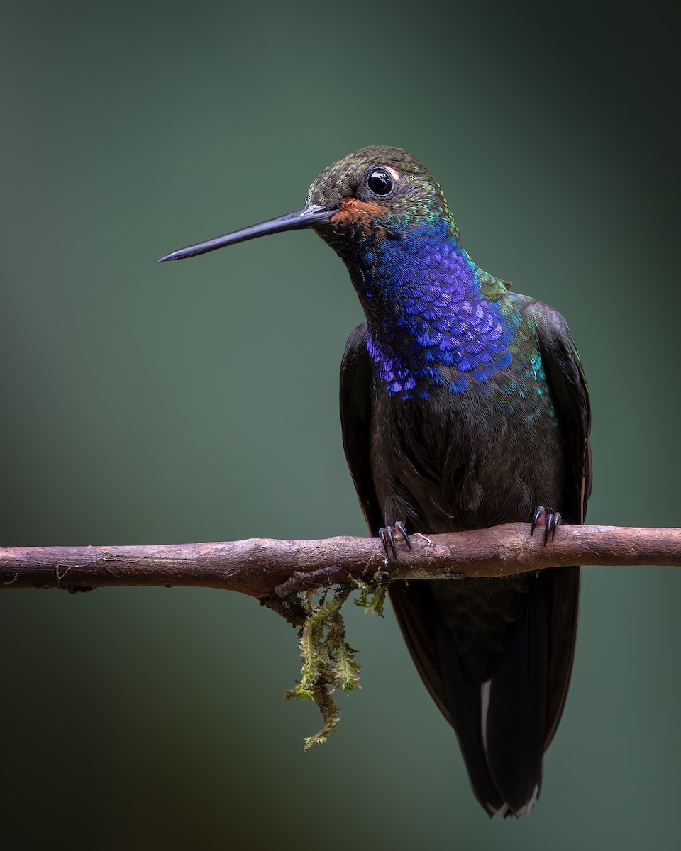 Rufous-gaped Hillstar - ML646632139