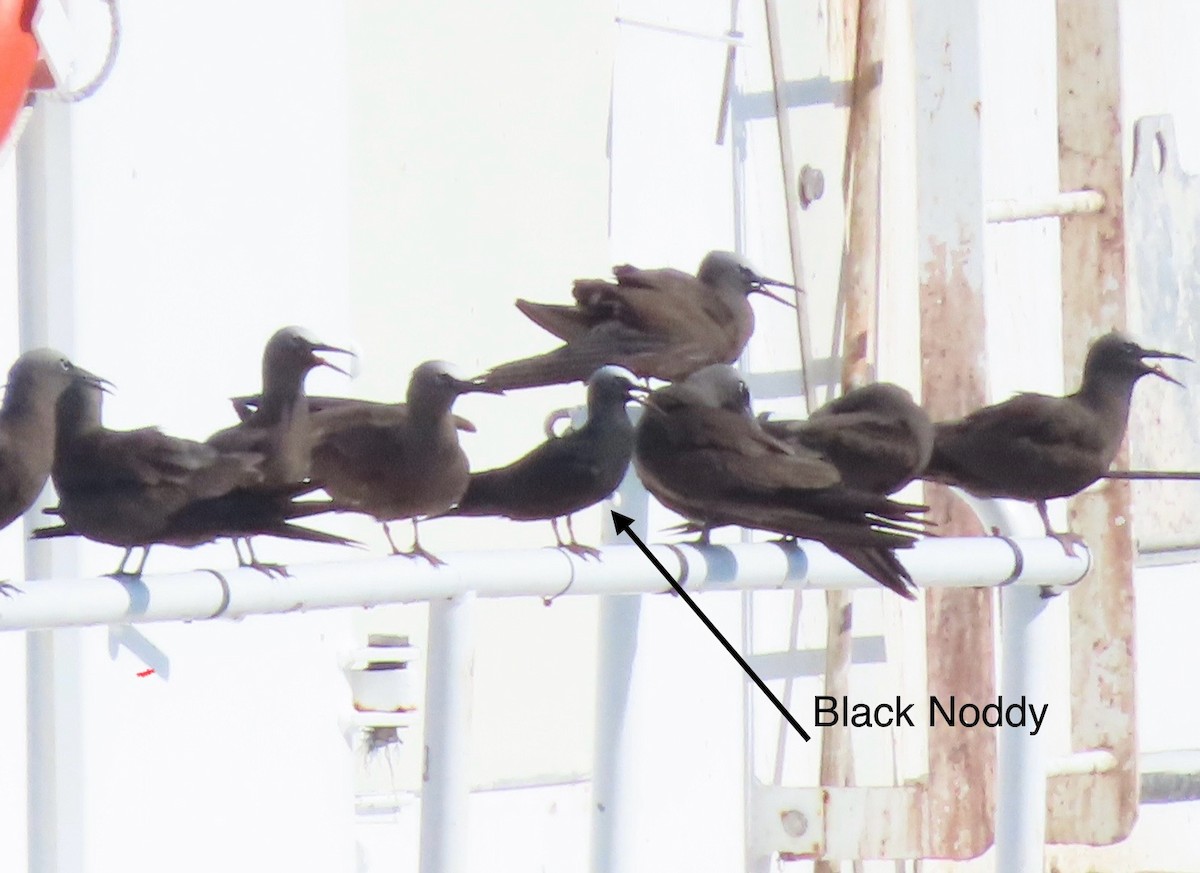 svartnoddy - ML646632141