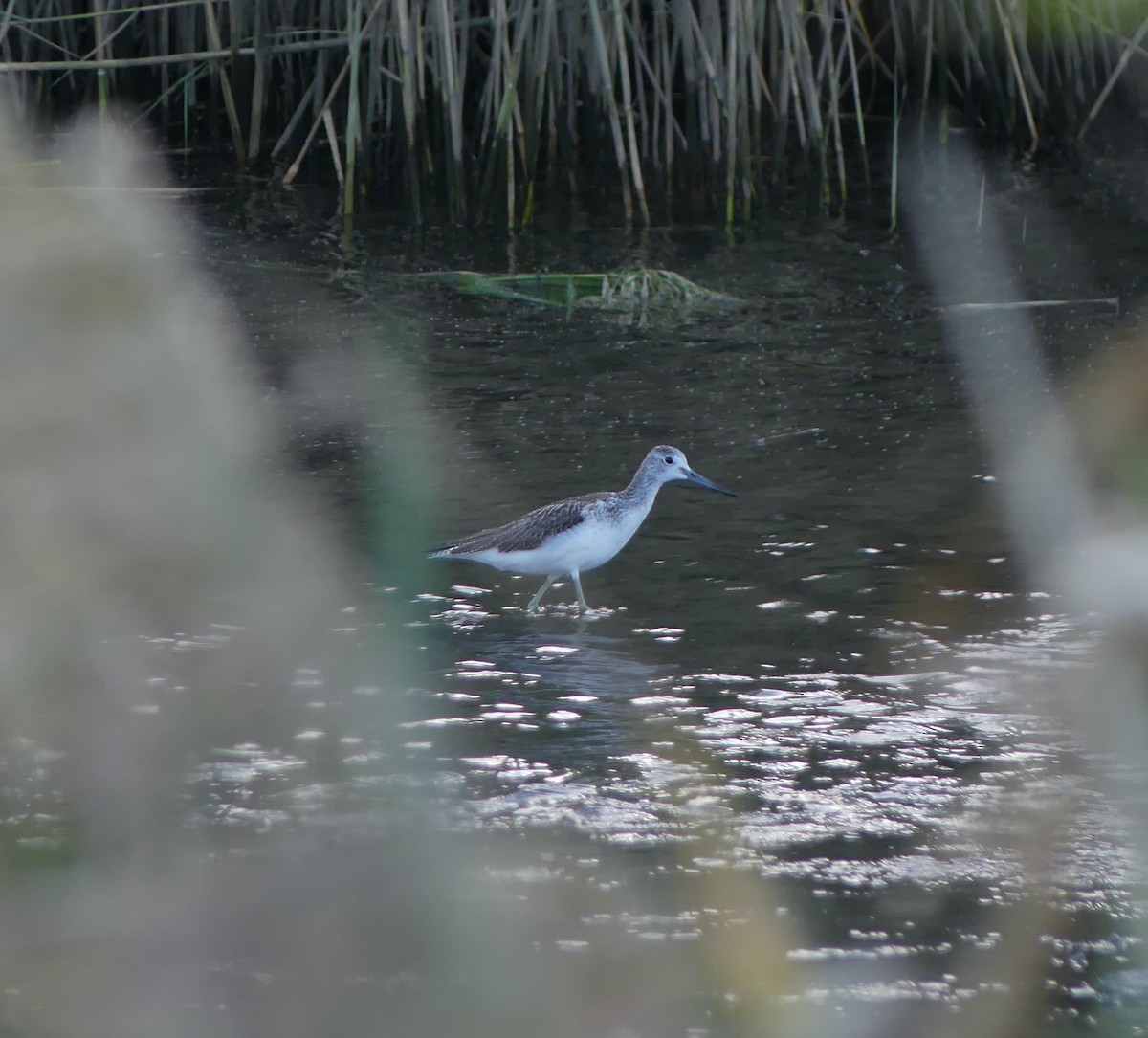 アオアシシギ - ML646632142