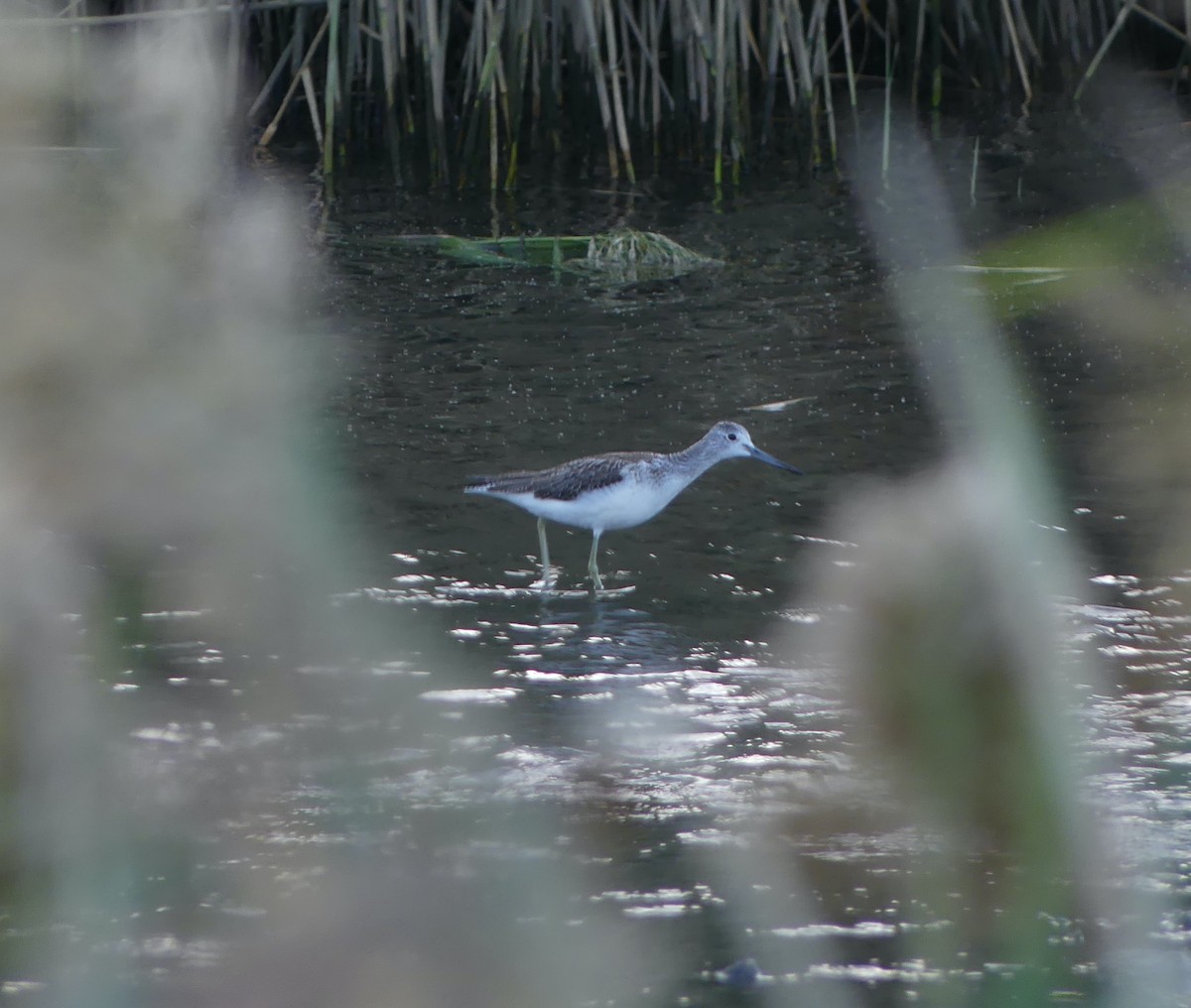 アオアシシギ - ML646632143