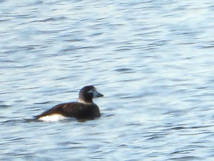 Izotz-ahatea - ML646632145