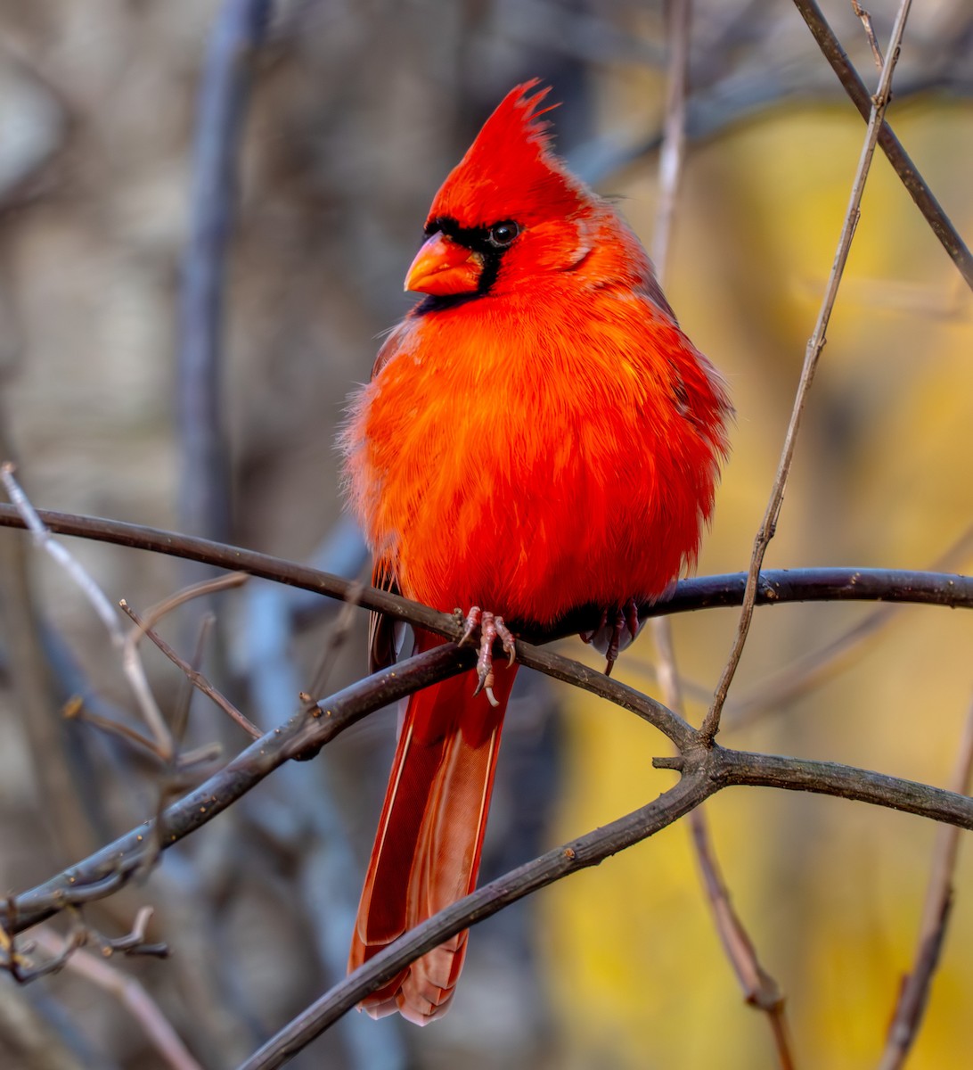 Northern Cardinal - ML646632150