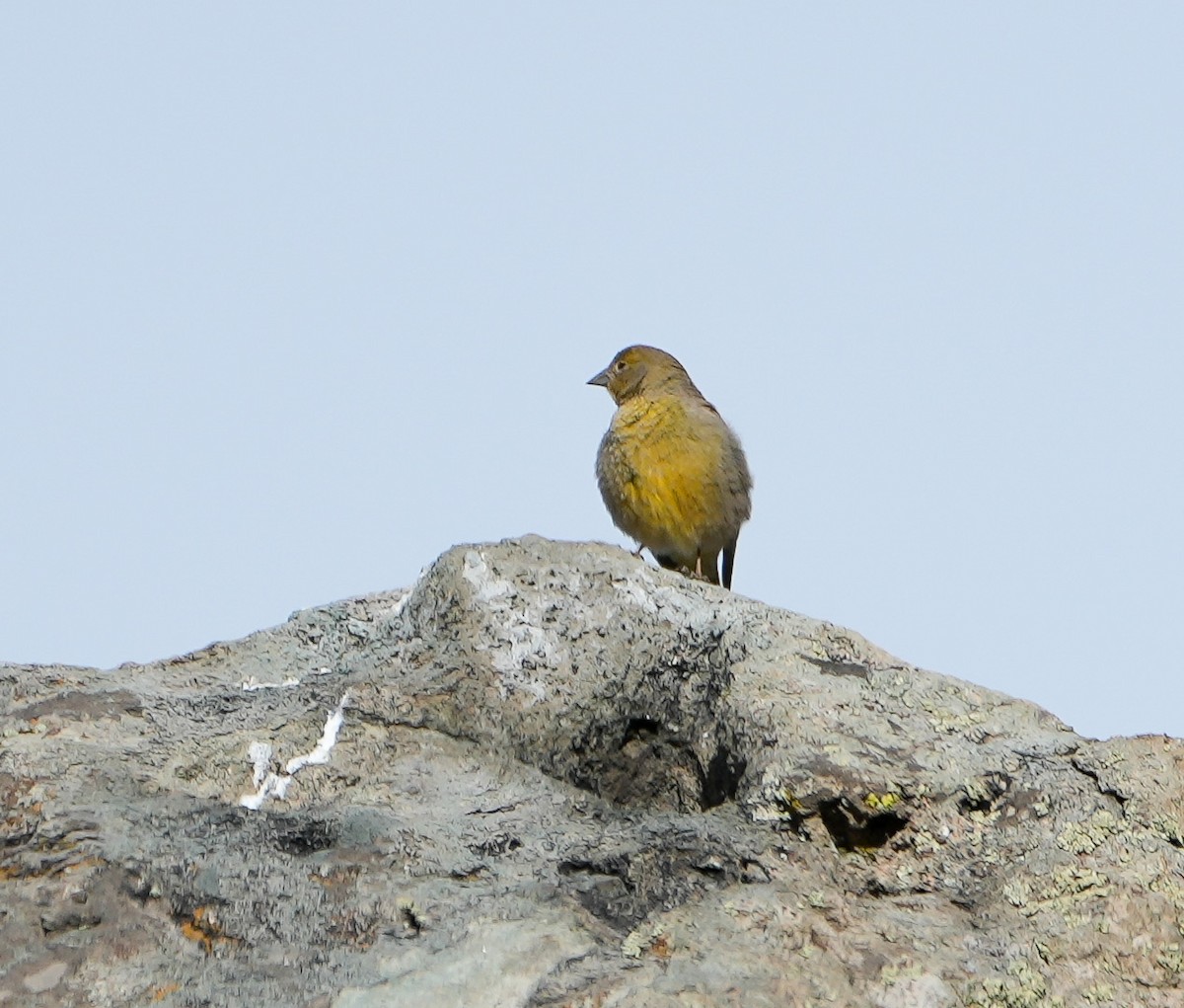 Greater Yellow-Finch - ML646632153