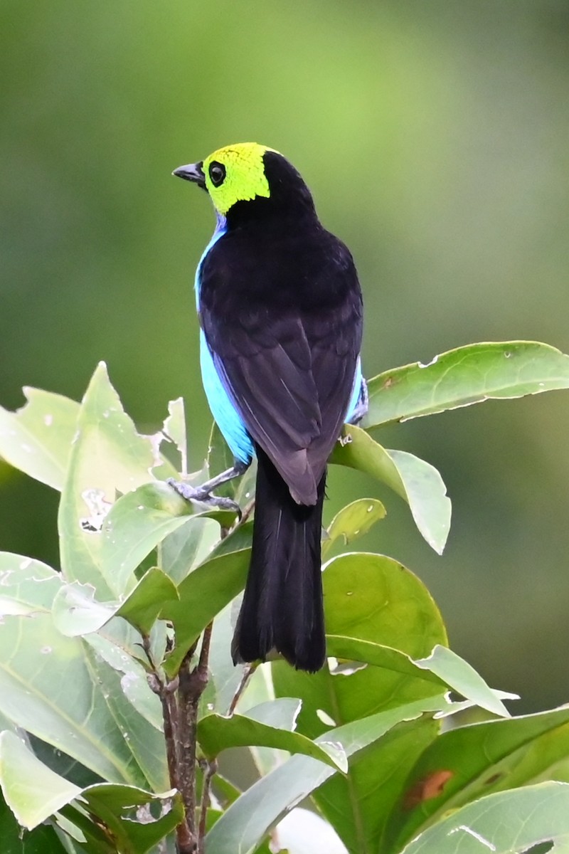 Paradise Tanager - ML646632154