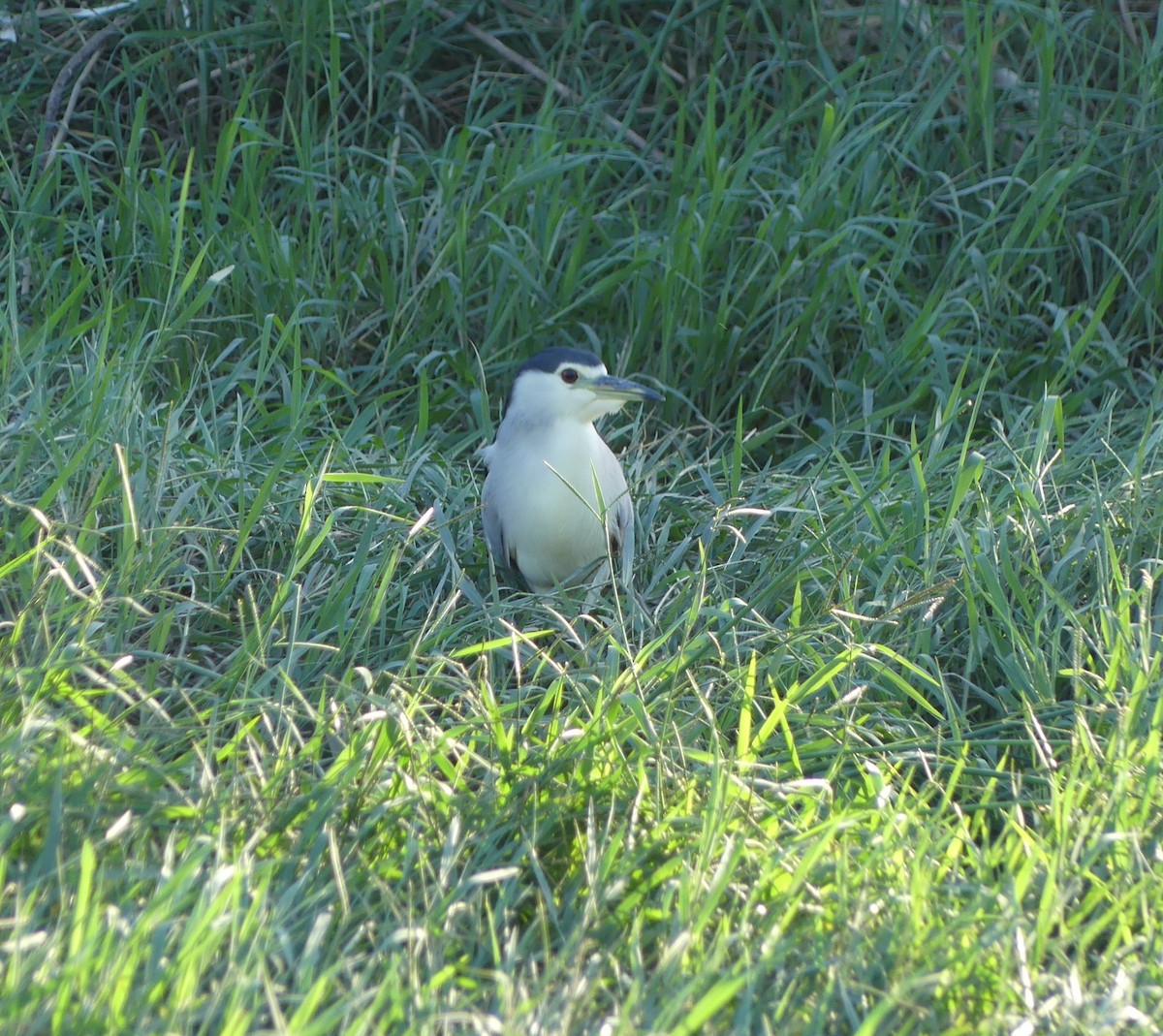 ゴイサギ - ML646632157