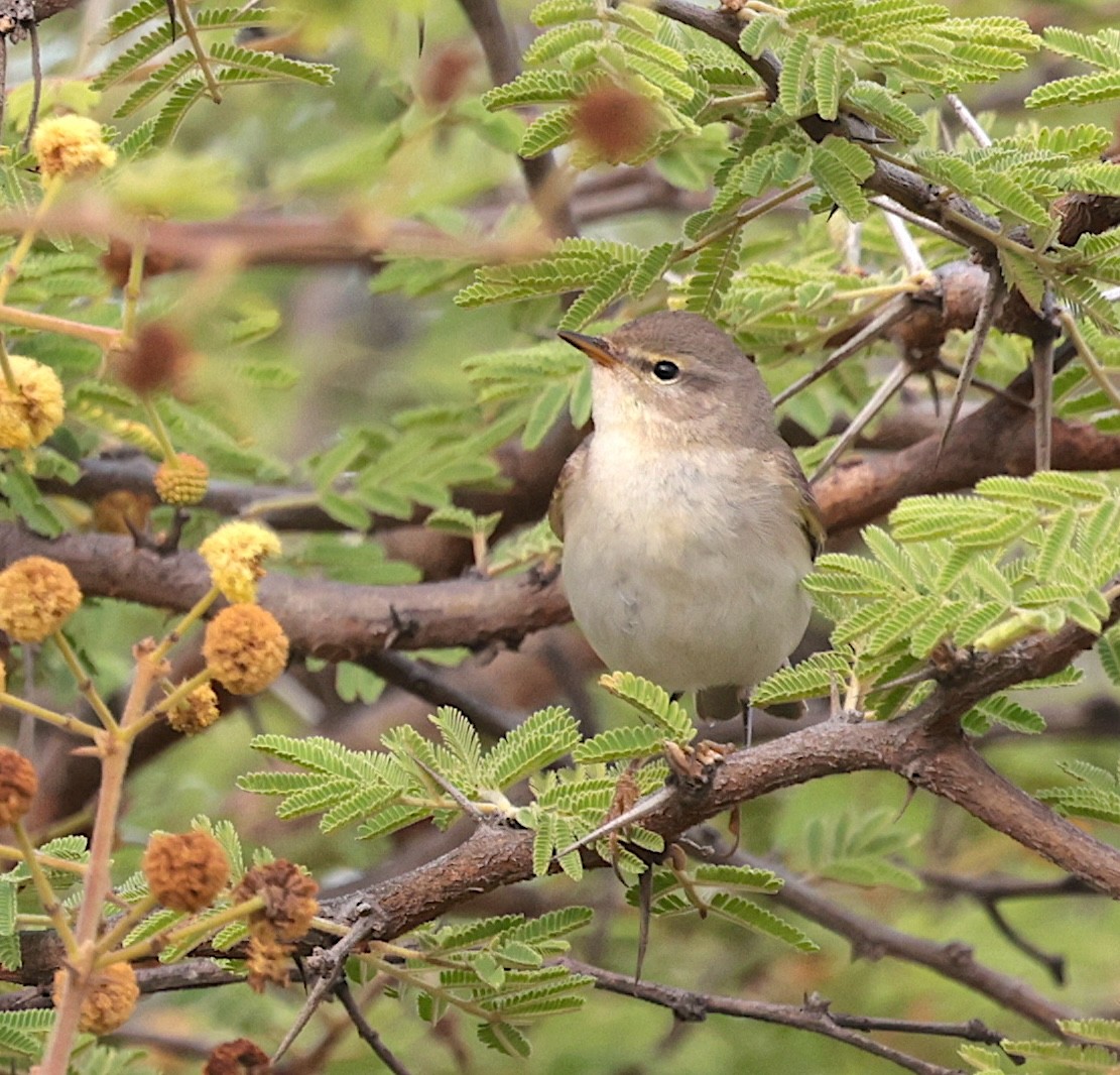 Вівчарик весняний - ML646632158