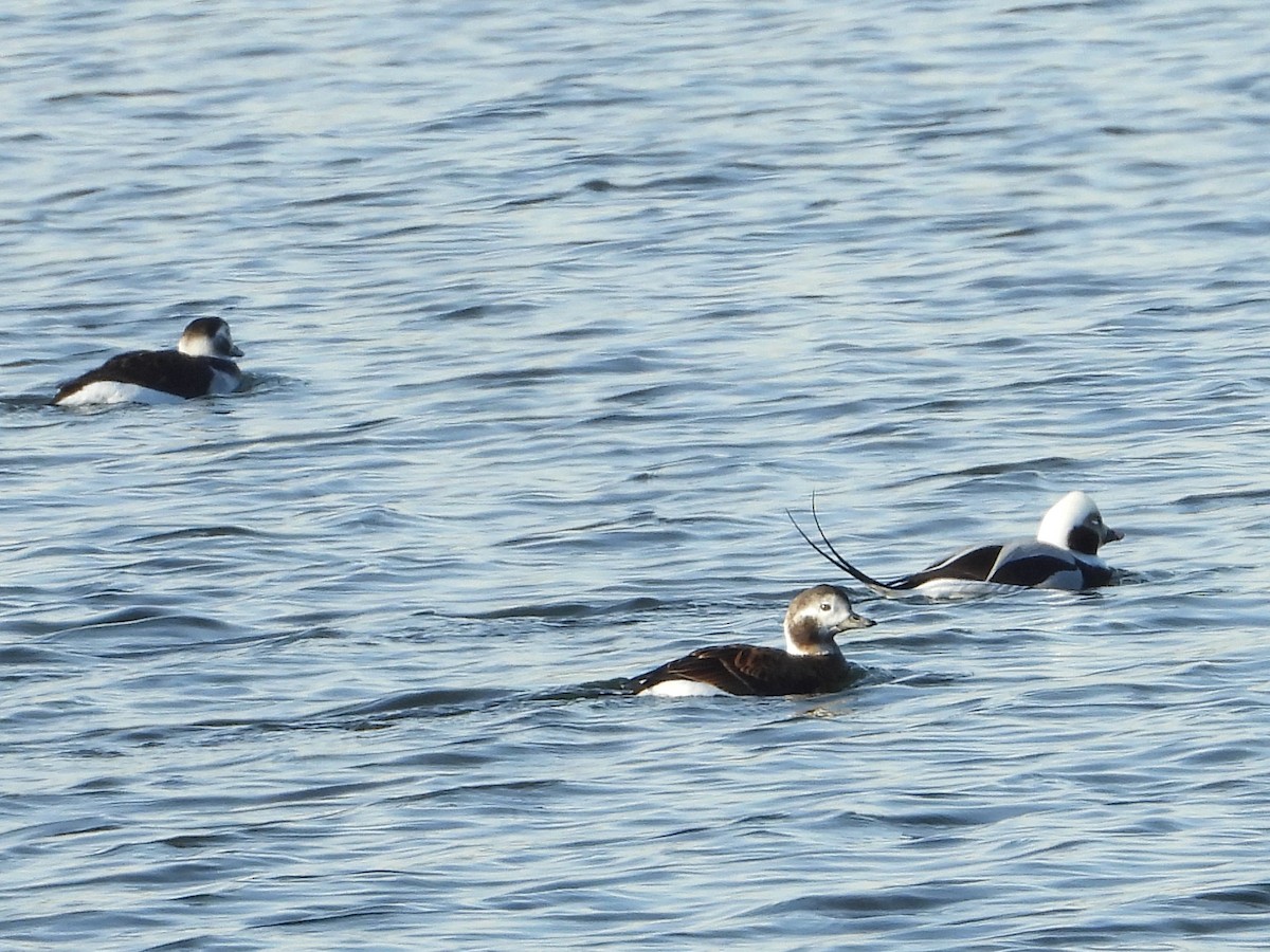 Izotz-ahatea - ML646632159