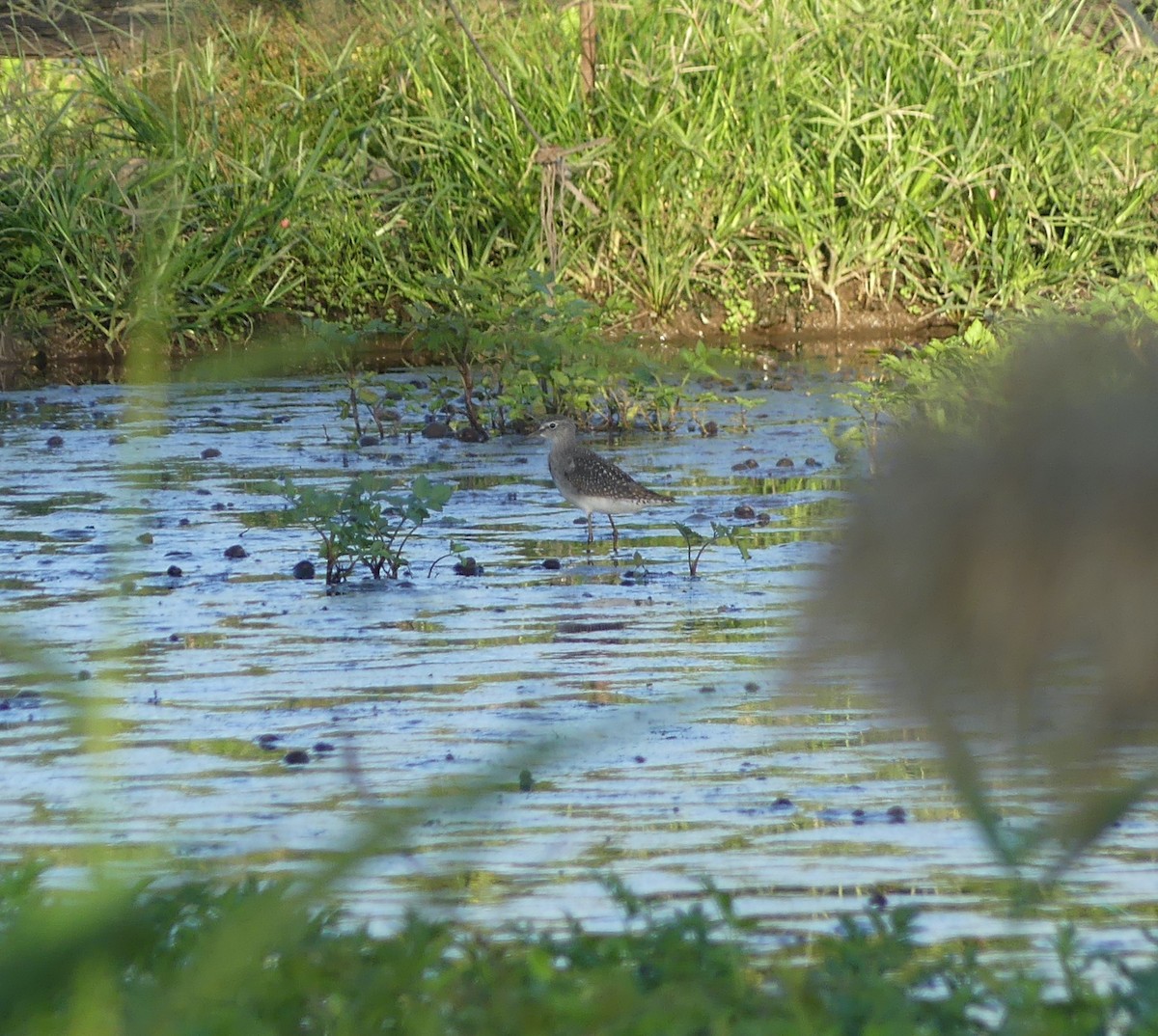 vodouš bahenní - ML646632160