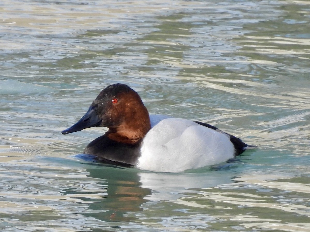 צולל ארוך-צוואר - ML646632161