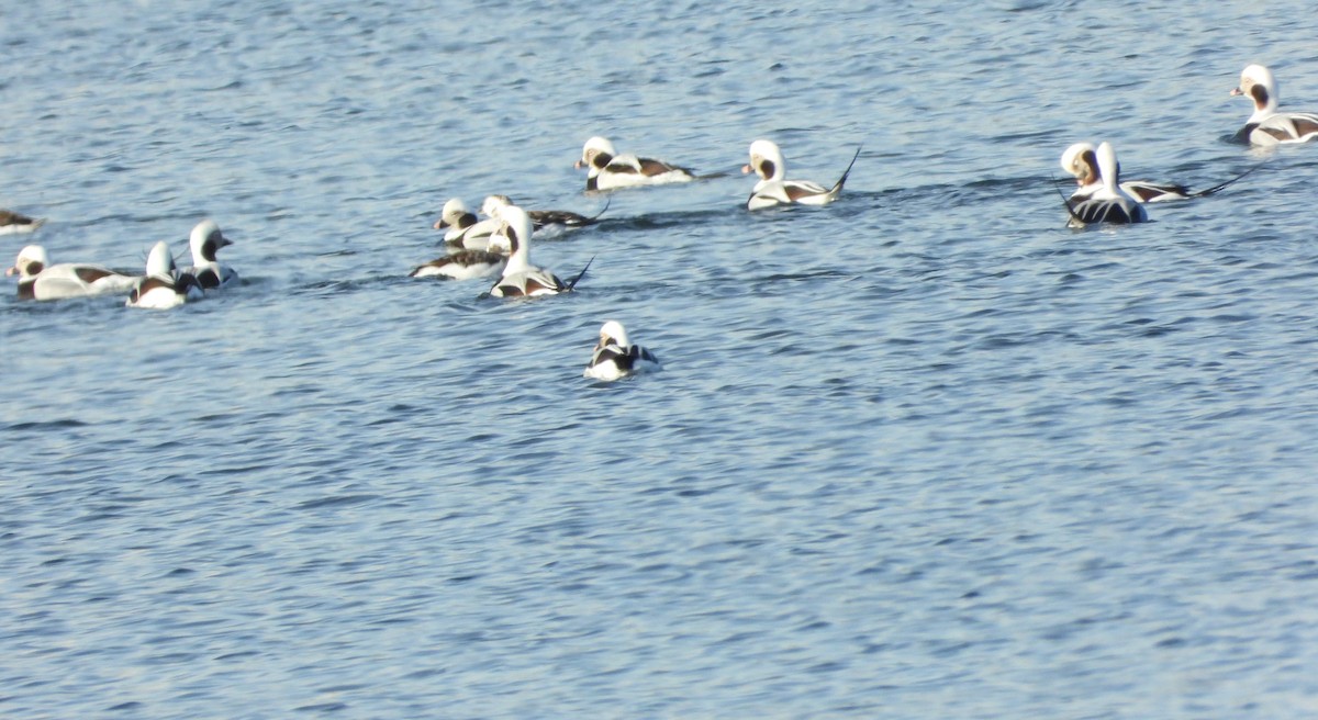 Izotz-ahatea - ML646632163