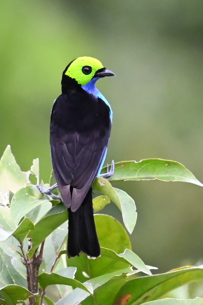 Paradise Tanager - ML646632164