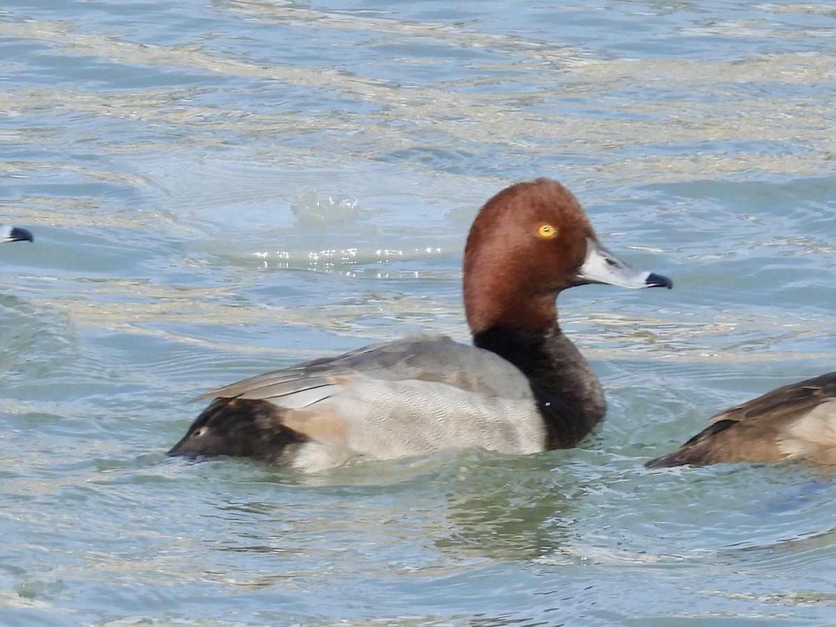 צולל אמריקני - ML646632165
