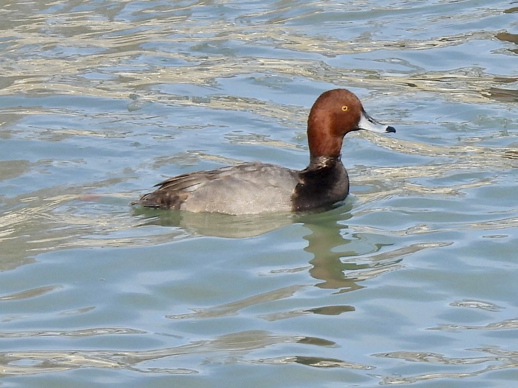 צולל אמריקני - ML646632166