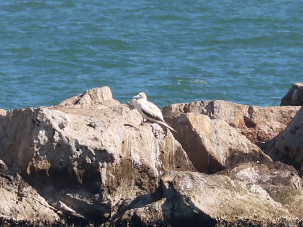 Zanga hankagorria - ML646632167